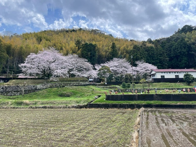 Zen.nl, Zen, meditatie, leren mediteren, pelgrimstocht, Japan, 2027, Shikoku